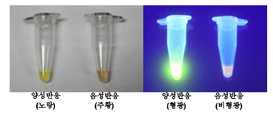 SYBR Green을 이용한 tube 색상 변화 (왼-육안, 오-UV)