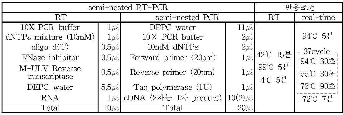 semi-nested RT-PCR mixture 조성과 반응조건
