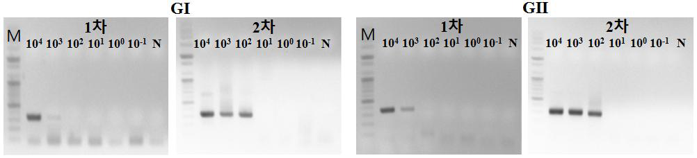 Norovirus semi-nested RT-PCR 민감도 결과