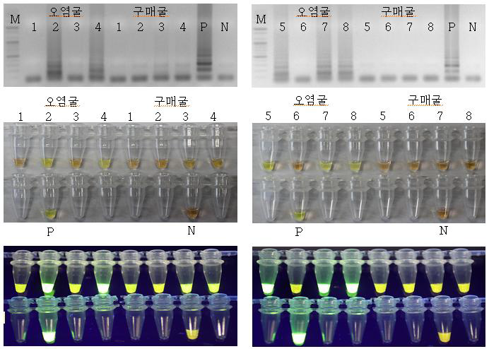 개발한 농축 컬럼과 LAMP 검출 키트 세트의 현장적용 norovirus 검출 결과