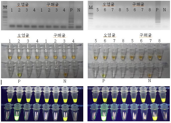 Proteinase K과 LAMP 세트의 norovirus 검출 결과