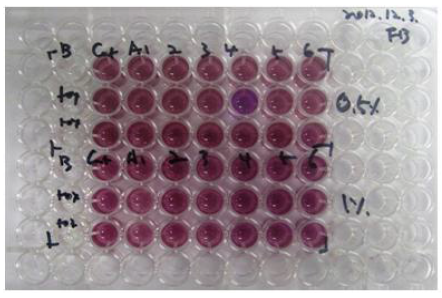 Fibroblast MTT assay