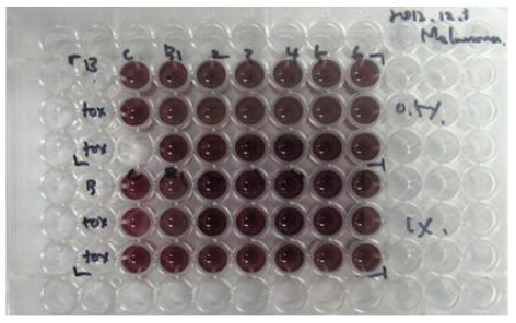 Melanocyte MTT assay