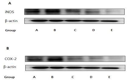 Effects of HDE on iNOS and COX-2 expression in DSS induced mouse model.