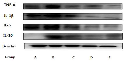 Effects of HDE on IL-10, IL-6, IL-1β and TNF-α expression in DSS induced mouse model.