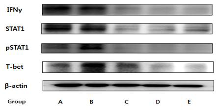 Effects of HDE extract on T-bet, pSTAT1, STAT1 and IFNγ expression in DSS induced mouse model.