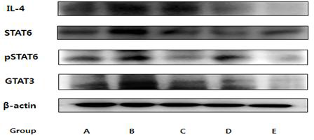 Effects of HDE extract on GATA3, pSTAT6, STAT6 and IL-4 expression in DSS induced mouse model.