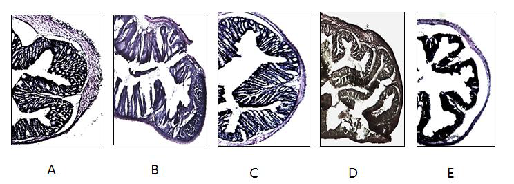 Administration of HDE attenuates the pathophysiological outcomes of colitis in DSS-induced mice.