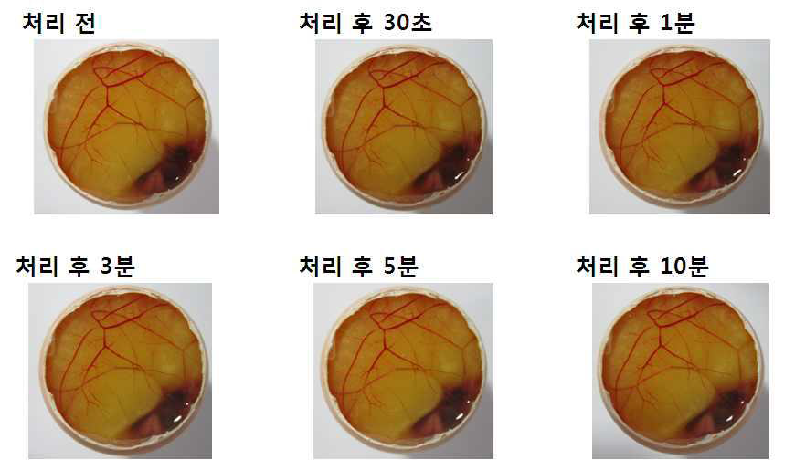 전복발효추출물(샘플2번) 100% 대한 HET-CAM 시험 결과