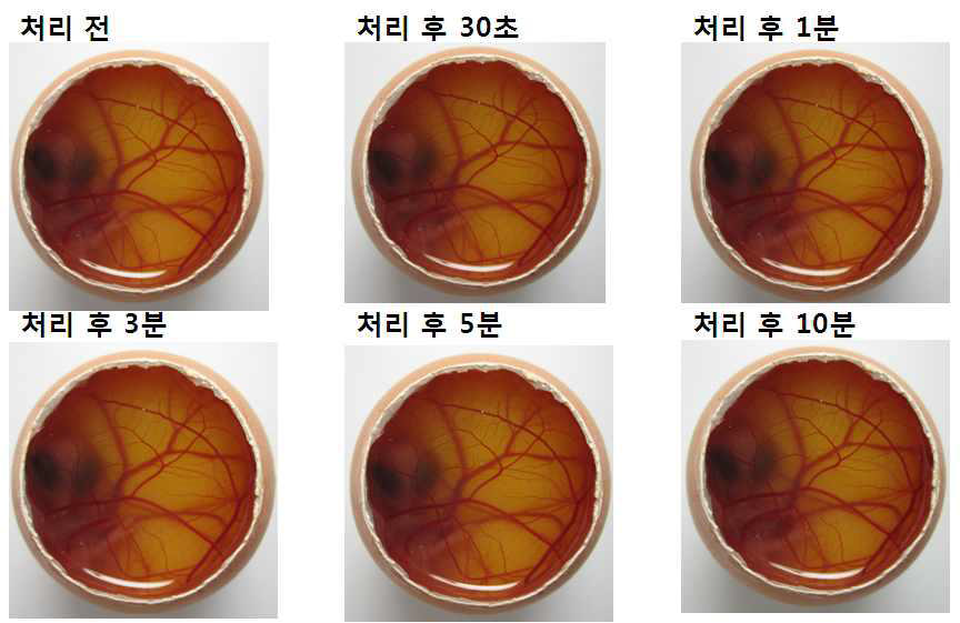 전복발효추출물(샘플2번) 50% 대한 HET-CAM 시험 결과