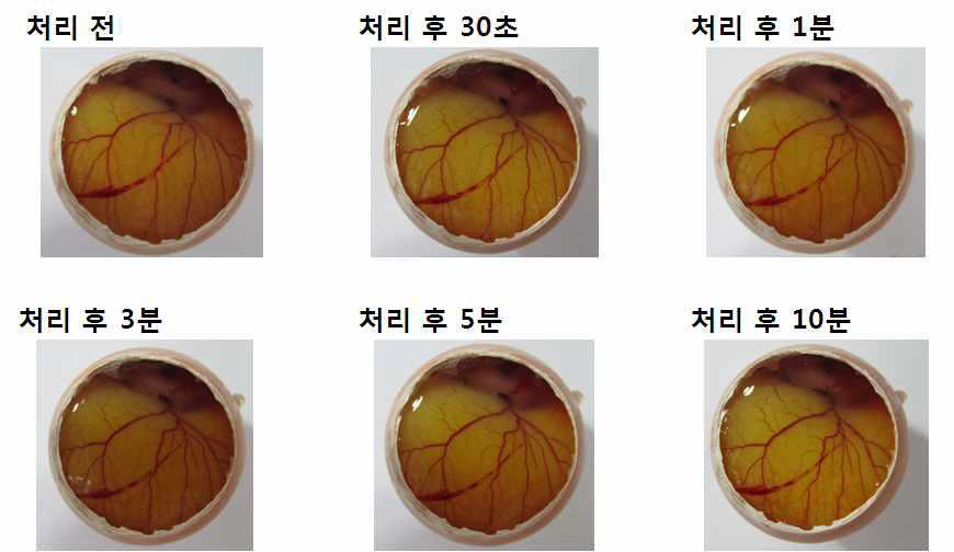 전복발효추출물(샘플2번) 10% 대한 HET-CAM 시험 결과