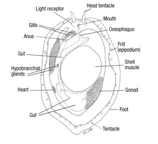 Anatomy of Abalone