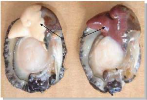 The ripe gonads of adult blacklip abalone, characterized in the case of males (left specimen) by a large cream-colored testis and in females (specimen on the right), by a maroon-colored ovary (from Liu, 2005).