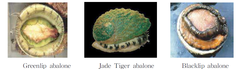 The three species of abalone farmed in Victoria, Australia.