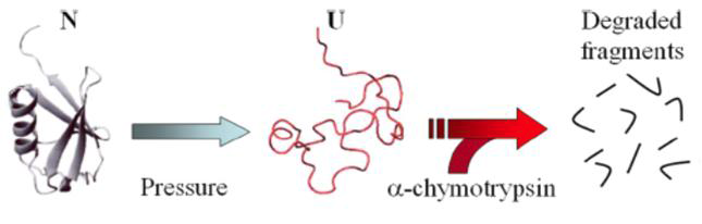 General mechnism for oressure enhancement of enzymatic proteolysis of a globular protein.