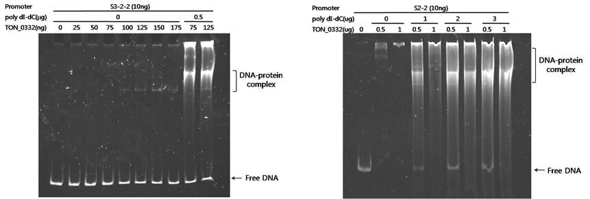 DNA-TON_0332 결합에 미치는 poly dI-dC의 영향