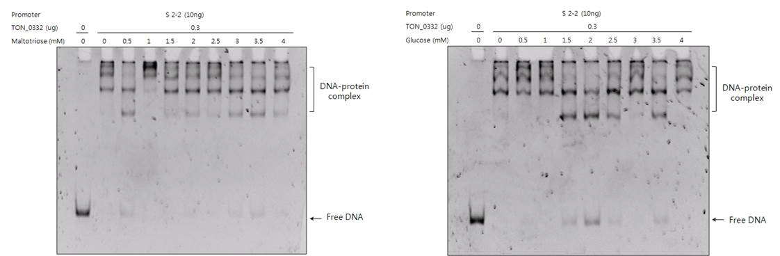 TON_0332의 DNA에 대한 결합력에 대한 당의 영향