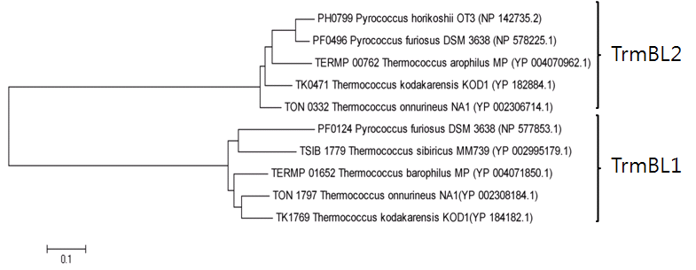 TrmBL1과 TrmBL2 단백질의 아미노산 서열 유사성 검토