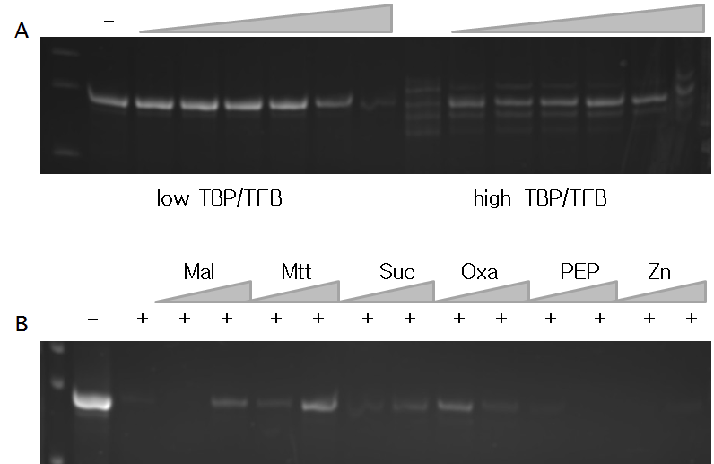 당 인지성 조절단백질 TON_0332의 in vitro transcription assay.