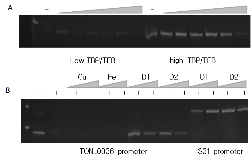 금속이온성 조절단백질 TON_0836의 in vitro transcription assay.