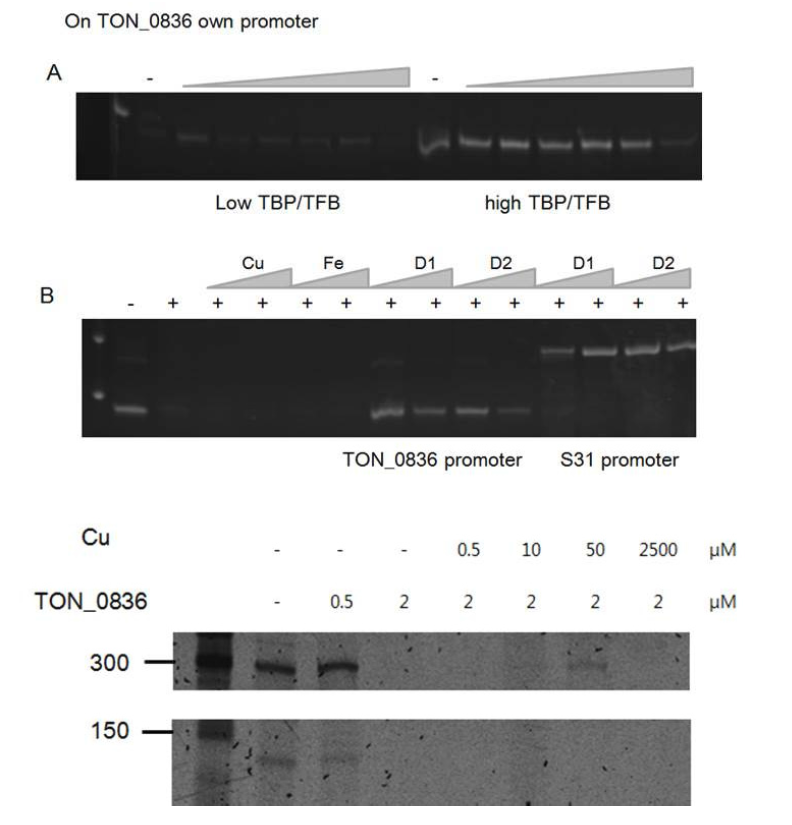 in vitro transcription assay 비교. Tk transcription factors vs TON transcription factors