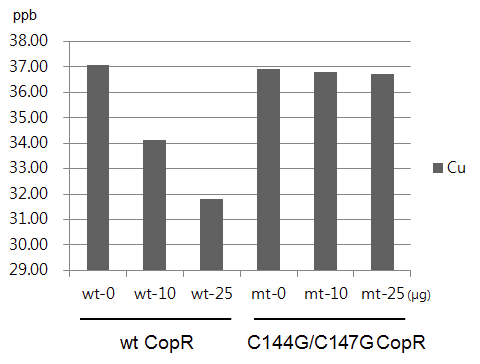 정제된 정상형과 돌연변이형 TON_0836 (CopR) 단백질의 구리이온 결합량 측정