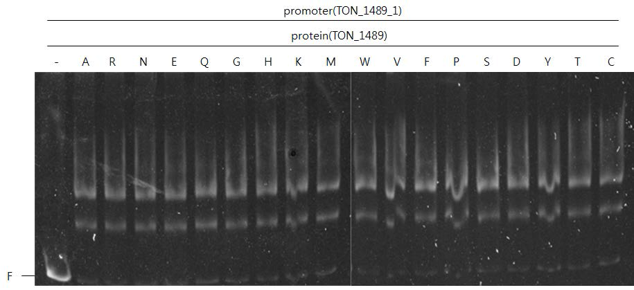 TON_1489의 DNA 결합에 미치는 아미노산의 영향