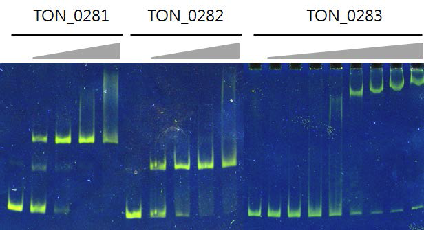 TON_0282 단백질에 의한 세 가지 프로모터 영역에서의 결합 친화력 실험