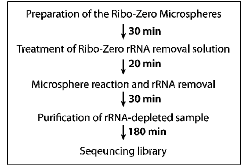 Ribo-Zero를 이용한 rRNA 제거기법