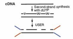 Stranded RNA-seq을 위한 cDNA합성