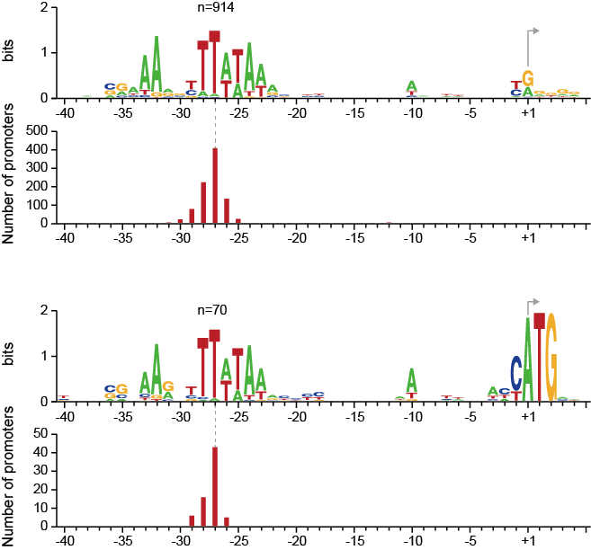전체 TSS의 프로모터 모티프 (위)와 leaderless RNA의 프로모터 모티프 (아래)