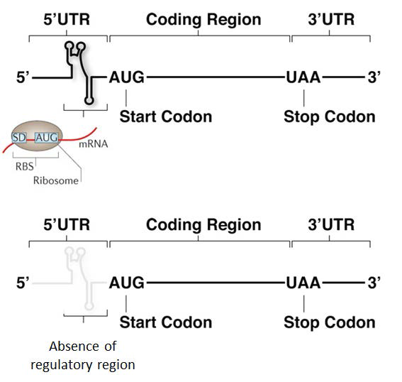 umRNA의 구조 (위)와 lmRNA의 구조 (아래)