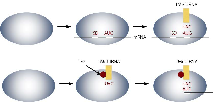 umRNA의 번역개시과정 (위)과 lmRNA의 번역개시과정 (아래)