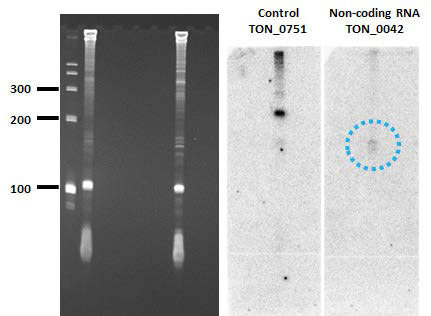 Northern blot을 통한 TON_0042 ncRNA 존재 확인.