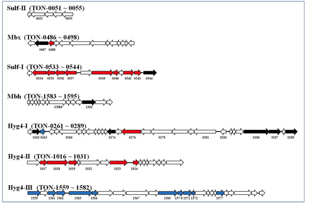 Expression map of hydrogenase gene cluster proteins.