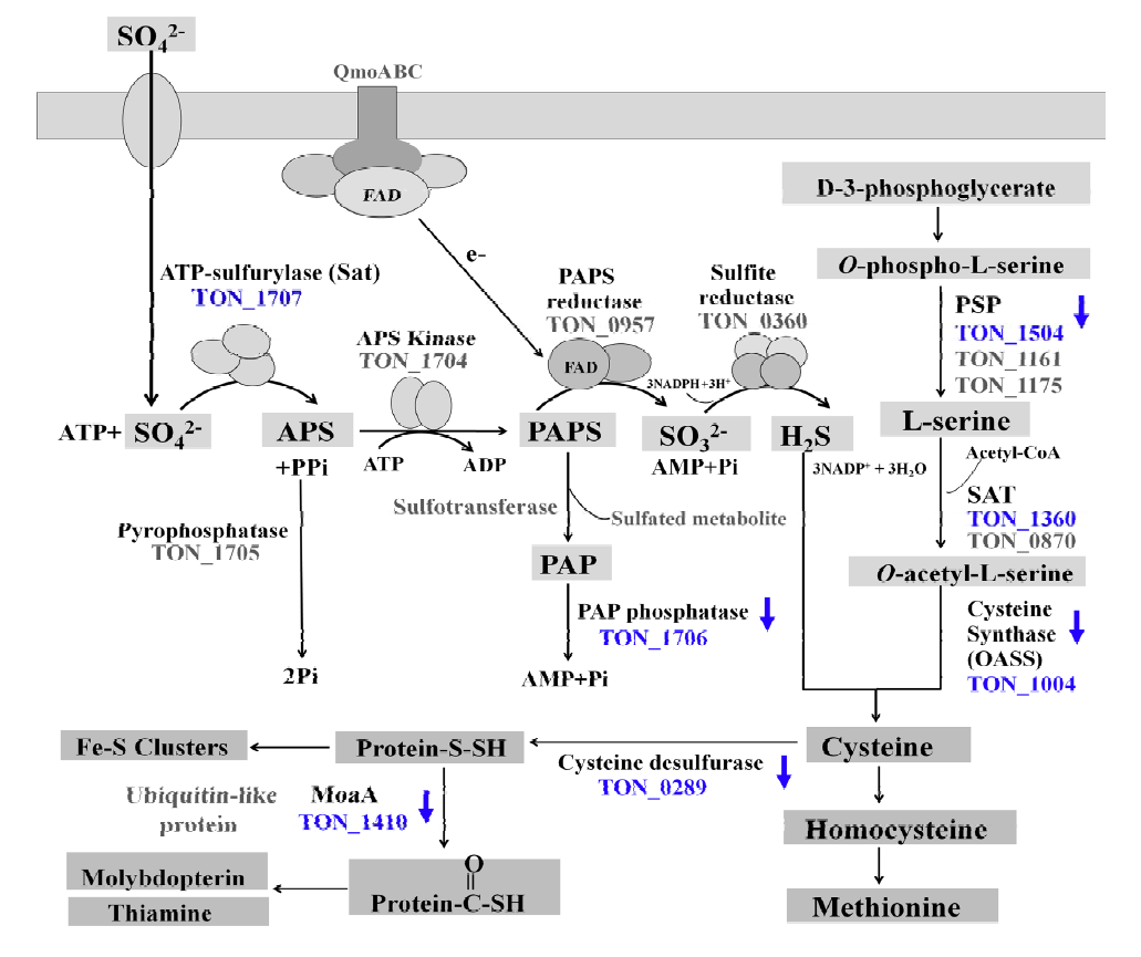 Proposed sulfate reduction and sulfur assimilation pathway