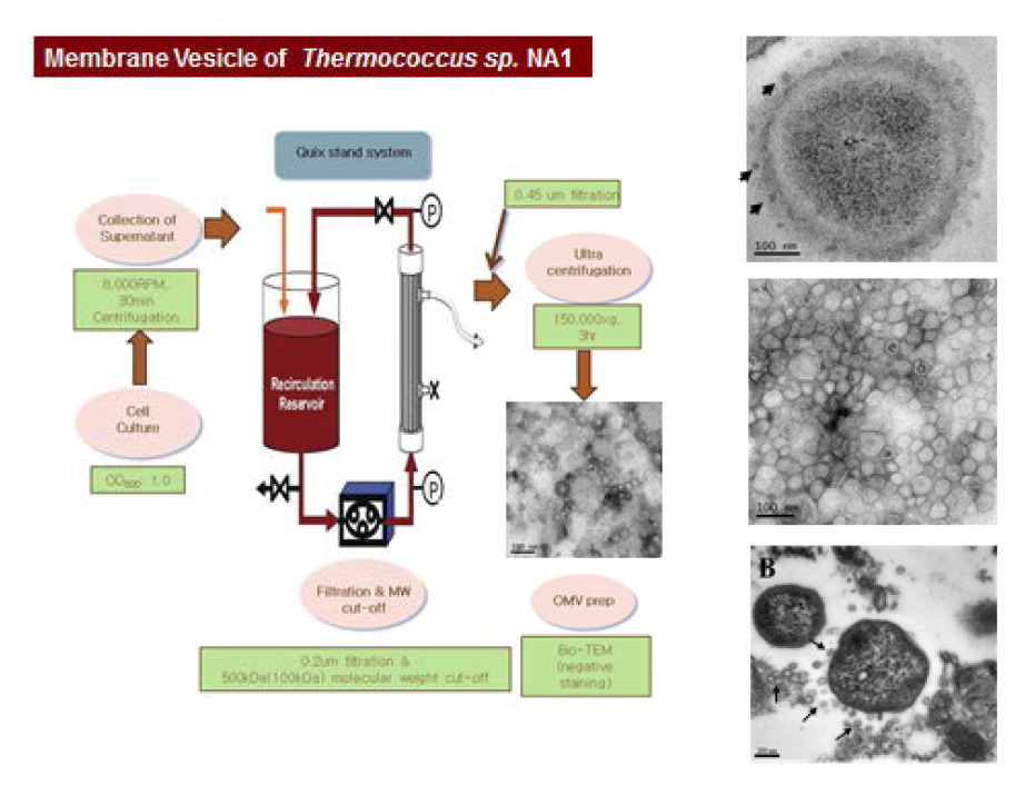 Separation of membrane vesicle from T.onnurineus NA1 cell using Quix stand system