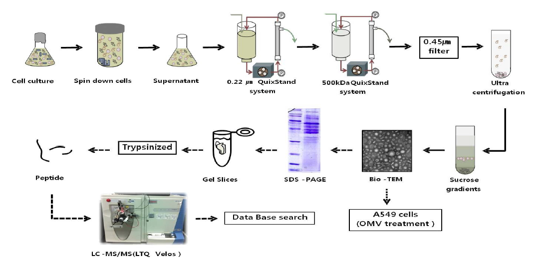 Separation of membrane vesicle(MV) and proteome analysis