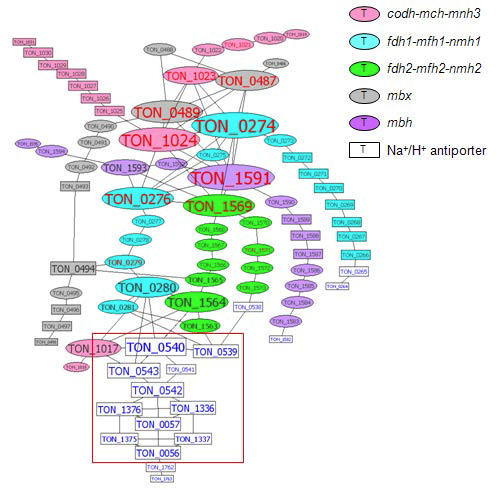 NA1의 수소생산 관련 hydrogenase gene cluster 서브네트워크