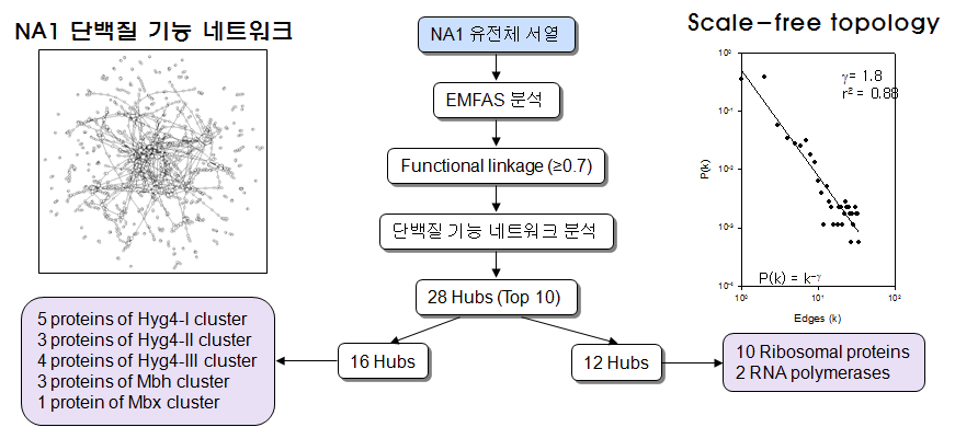 NA1의 단백질 기능 네트워크 분석.