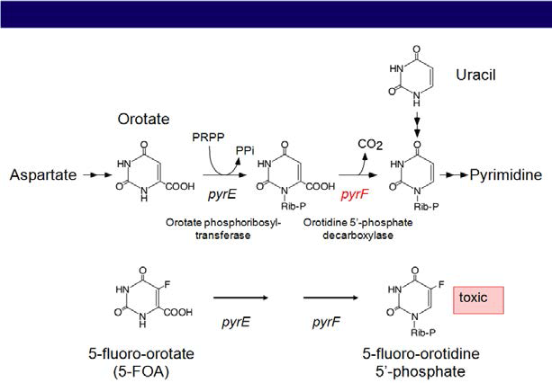 NA1의 uracil, pyrimidine 생합성 경로 및 유전자