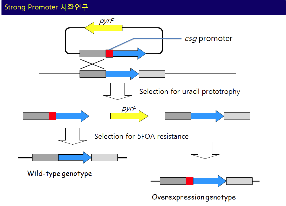 NA1의 pyrF를 이용한 promoter변환 돌연변이 제작 방법