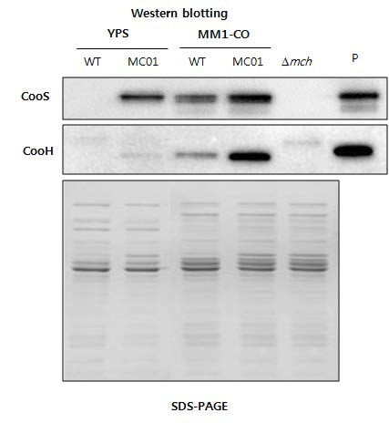 MC01에서 실제 CODH (CooS)와 Mch (CooH) 단백질의 양의 증가