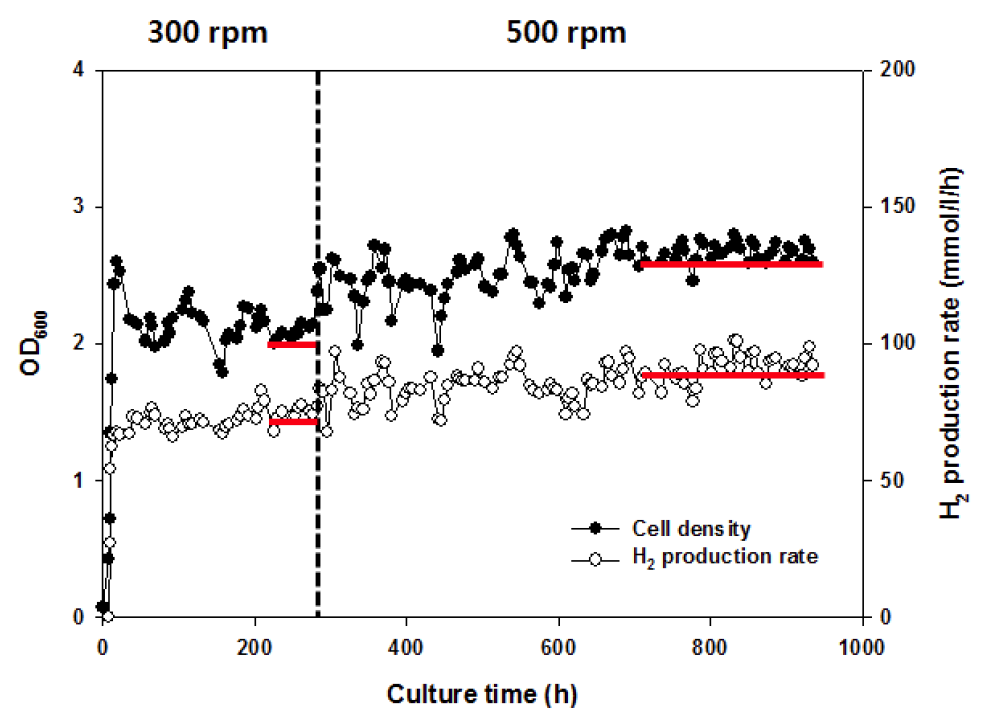 연속배양공정에서 0.3 h-1 희석속도와 100% CO 을 120 ml/min (0.06 vvm) 공급 시 교반속도에 따른 세포생장과 수소생산성