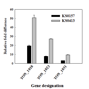 KS0157과 KS0413 우수균주의 codh-mch-mnh3 cluster의 RNA 발현이 증가되는 양상