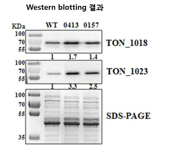 KS0157과 KS0413 우수균주의 실제 CODH (TON_1018) 와 MCH (TON_1023) 단백질의 양의 증가