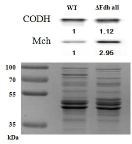 fdh2-mfh2-mnh2 cluster를 제거한 우수균주의 CODH와 MCH 단백질 발현양상