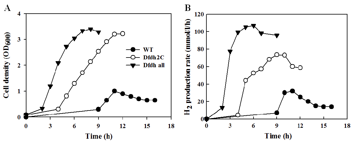 Dfdh 2C와 Dfdh all 두 우수균주의 세포생장과 수소생산속도 비교