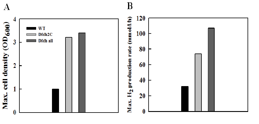 야생형(NA1), Dfdh 2C와 Dfdh all 두 우수균주의 최대세포생장과 최대수소생산속도 비교