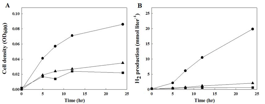 야생형 균주 (●), ΔCorQ (▲), ΔCorR (■) strain 사이의 생장 곡선 (A)과 수소생산성 (B) 비교